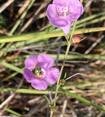 Agalinis filifolia
