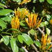 Agelanthus prunifolius - Photo (c) Shaun Swanepoel,  זכויות יוצרים חלקיות (CC BY-NC-SA), הועלה על ידי Shaun Swanepoel
