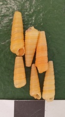 Seila crocea