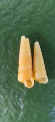 Seila crocea