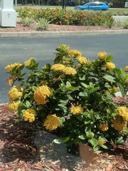 Ixora coccinea