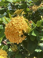 Ixora coccinea