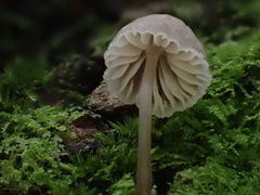 Mycena stipata