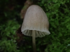Mycena stipata