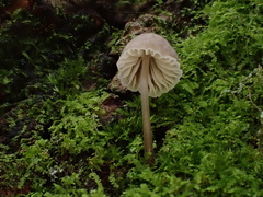 Mycena stipata