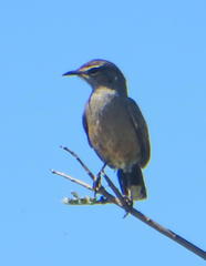 Cercotrichas coryphoeus coryphoeus