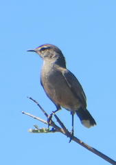 Cercotrichas coryphoeus coryphoeus