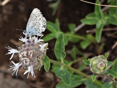 Plebejus fridayi