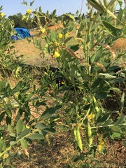 Senna corymbosa