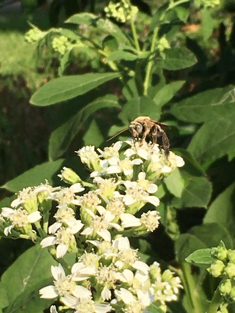 Honey Bees, Bumble Bees, and Allies from Dakota Dr, Joshua, TX, US on ...