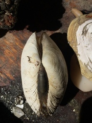 Gari solida