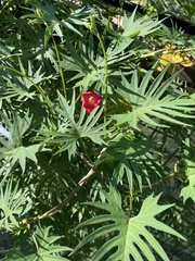 Ipomoea × multifida