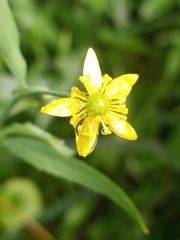 Ranunculus ambigens