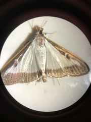 Cydalima perspectalis