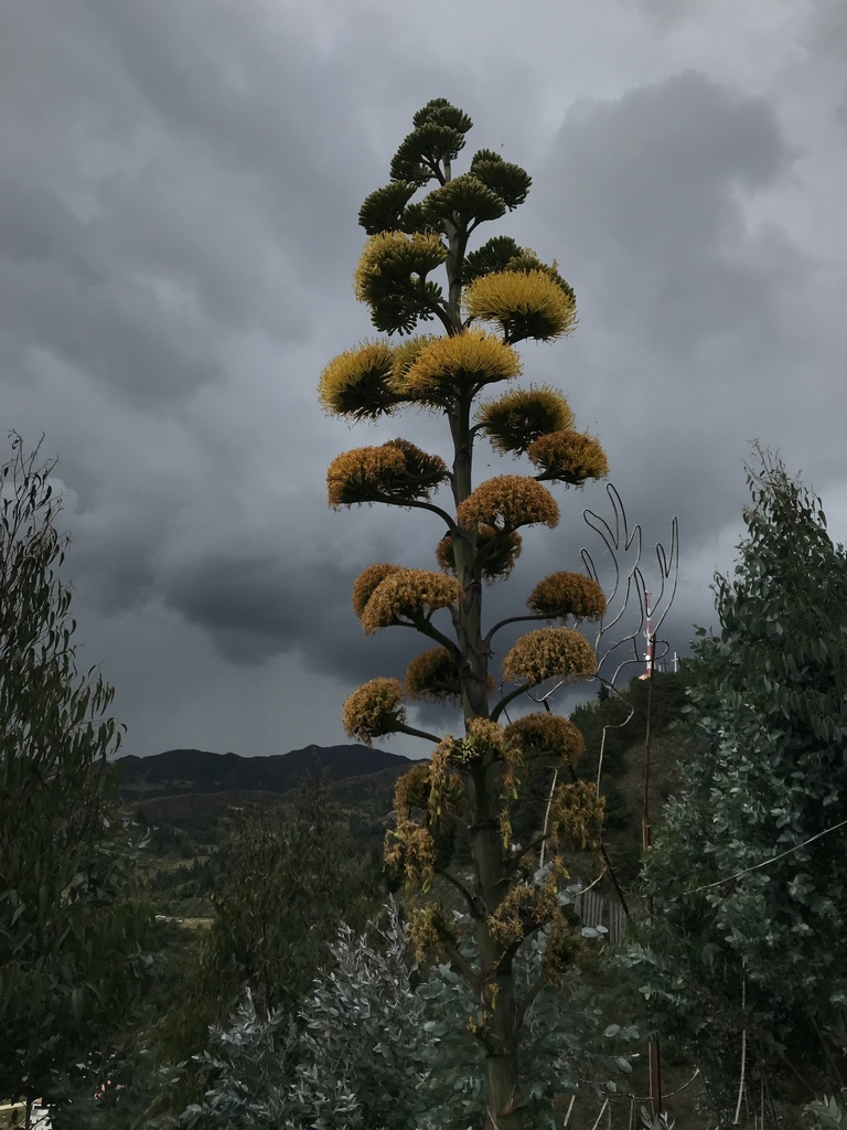 Agave sylvesteriana