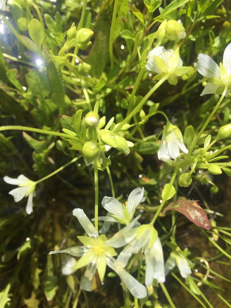 Sebastopol meadowfoam (Limnanthes vinculans)