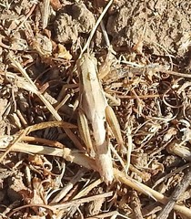 Melanoplus marginatus