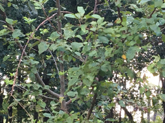 Plagianthus regius