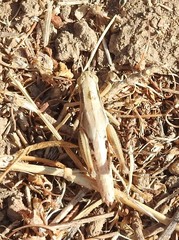 Melanoplus marginatus