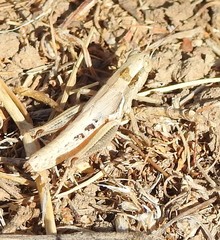 Melanoplus marginatus