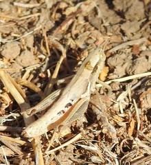 Melanoplus marginatus