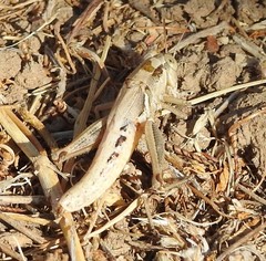 Melanoplus marginatus