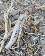 Melanoplus marginatus