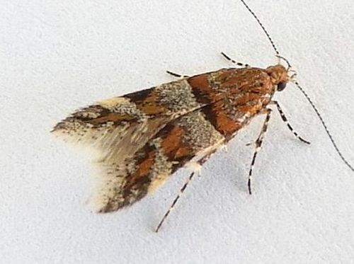 Theisoa multifasciella