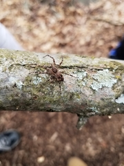 Dolomedes tenebrosus