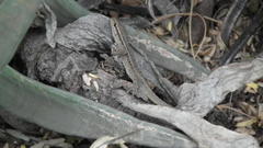 Lygodactylus capensis