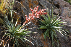 Puya spathacea