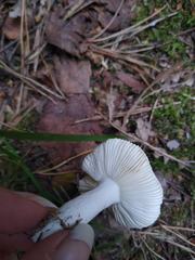 Russula betularum