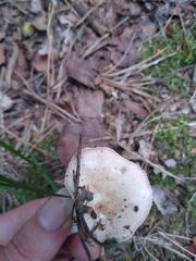 Russula betularum
