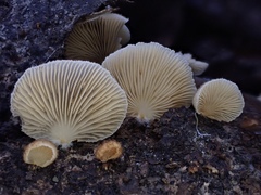 Crepidotus badiofloccosus