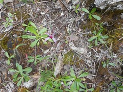 Caladenia harringtoniae