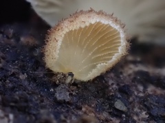 Crepidotus badiofloccosus