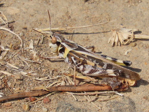 Clear-winged Grasshopper photo 5