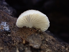 Crepidotus badiofloccosus