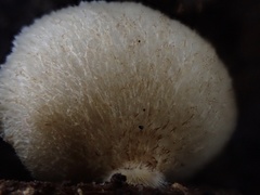 Crepidotus badiofloccosus