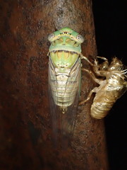 Macrotristria intersecta