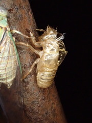 Macrotristria intersecta