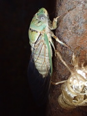 Macrotristria intersecta