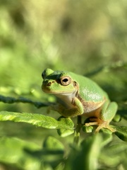 Hyla japonica