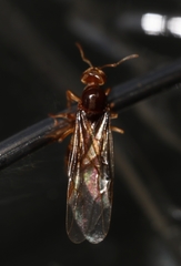 Lasius brevicornis