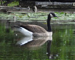 Branta canadensis
