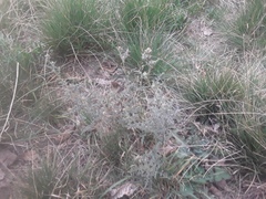 Sphaeralcea australis