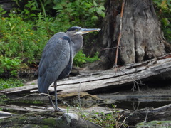 Ardea herodias