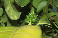 Caryodendron orinocense