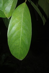 Caryodendron orinocense