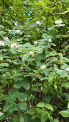 Symphoricarpos albus